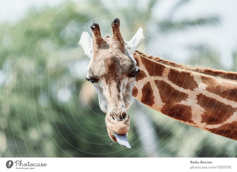 Northern Giraffe (Giraffa Camelopardalis) Portrait Safari Environment Nature Animal Summer Wild animal Animal face 1 Looking Friendliness Happiness Happy Long