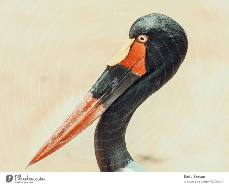 Saddlebill Stork Bird Portrait Exotic Safari Nature Animal Wild animal Animal face 1 Large Long Funny Cute Yellow Orange Red Black Colour wildlife saddle-billed