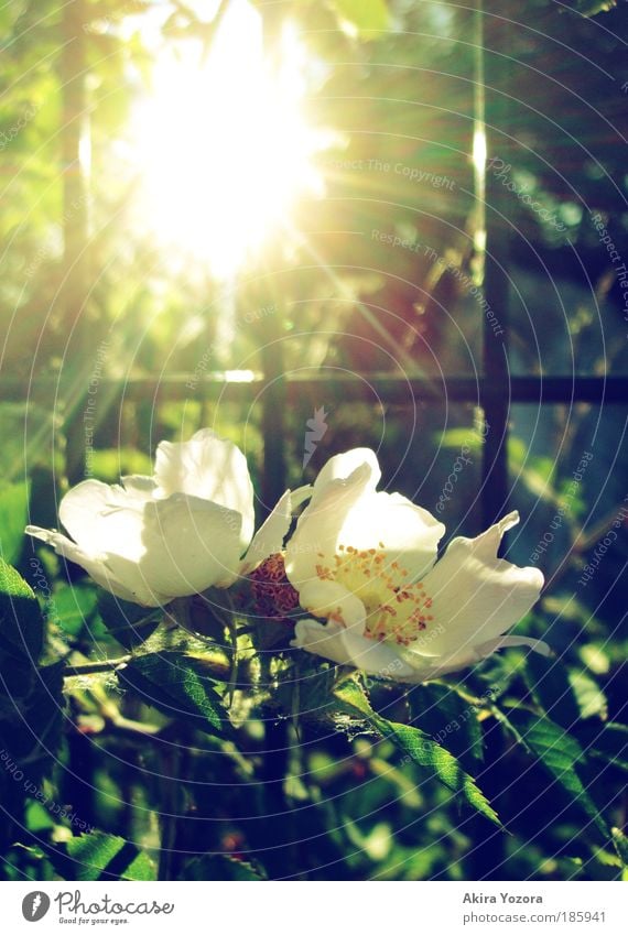 Shine, shine [Happy B-Day Photocase] Nature Plant Sun Spring Summer Beautiful weather Flower Bushes Rose Old Observe Blossoming Fragrance Glittering To enjoy