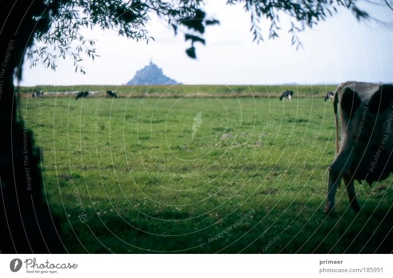 castle Vacation & Travel Tourism Trip Far-off places Summer Nature Landscape Meadow Animal Cow Relaxation Moody Wanderlust Castle Normandie Mont St Michel Cold