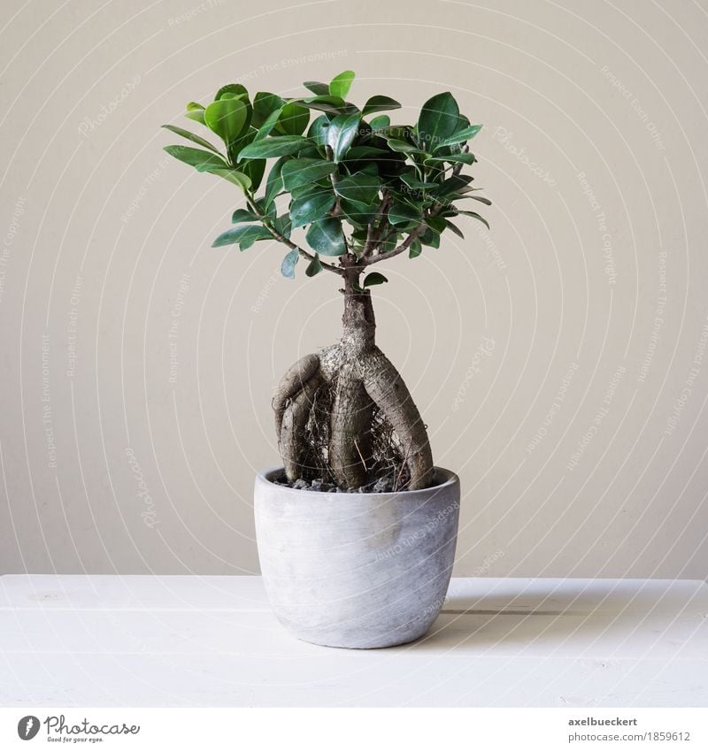 Ficus Ginseng Bonsai Leisure and hobbies Plant Tree Foliage plant Pot plant Small Bonsar ginseng retusa Fig Miniature Evergreen plants mulberry plants