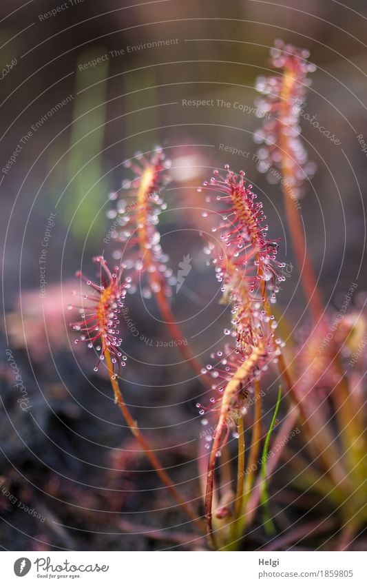 long-leaved sundew ... Environment Nature Plant Summer Beautiful weather Wild plant Great sundew Bog Marsh Stand Growth Esthetic Exceptional Uniqueness Small