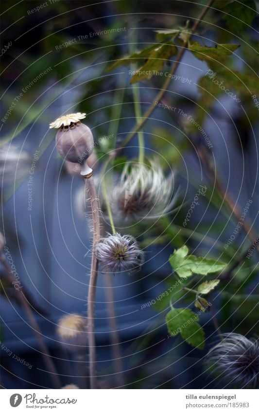 HAPPY BIRTHDAY PHOTOCASE! Plant Foliage plant Natural Blue Nature Poppy Poppy capsule Verdant Garden Colour photo Exterior shot Copy Space bottom Day