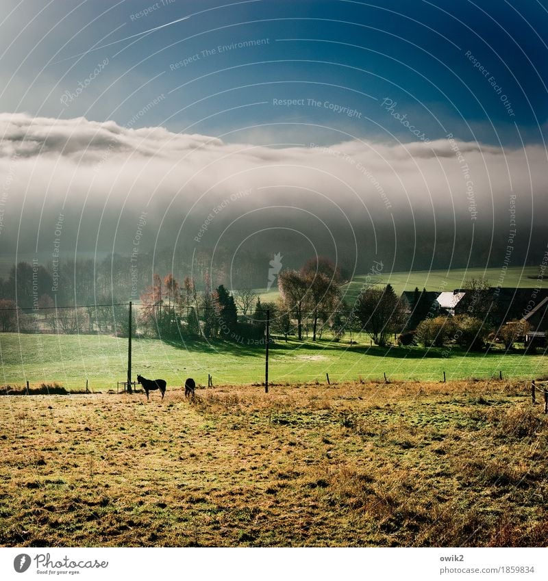 breakfast Environment Nature Landscape Plant Animal Sky Clouds Horizon Climate Beautiful weather Tree Grass Meadow Pasture Lausitz forest Saxony Germany Village