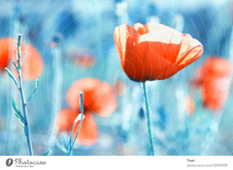 Field of poppies- red flowers on the grass Design Summer Garden Art Nature Landscape Plant Flower Grass Leaf Blossom Park Meadow Growth Fresh Natural Wild Soft