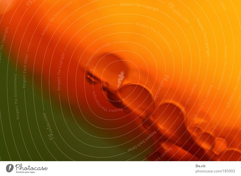 Happy birthday, Photocase! Plant Flower Warmth Green Orange Marigold calendula Drop Drops of water Rain Macro (Extreme close-up) Retroring Wet Damp Cocktail