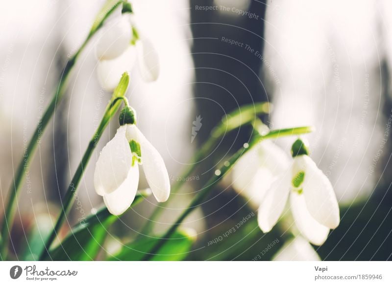 Spring snowdrop flowers Life Winter Snow Garden Group Environment Nature Landscape Plant Sunlight Flower Grass Leaf Blossom Wild plant Park Meadow Forest