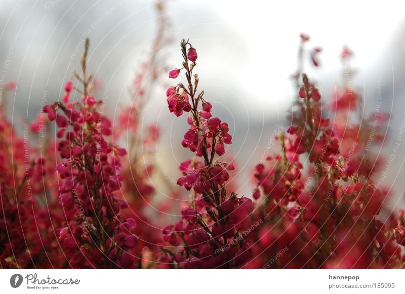 bell ring2 Plant Autumn Blossom Esthetic Fragrance Beautiful Pink Red Nature Colour photo Close-up Day