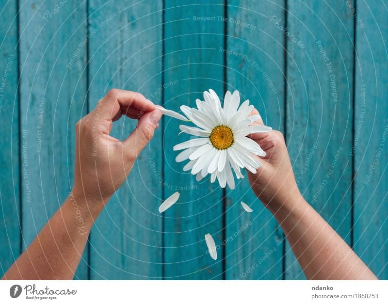 Two female hands hold in hand big white daisy petals Success Woman Adults Hand Fingers 1 Human being 13 - 18 years Youth (Young adults) Flower Love Blue White