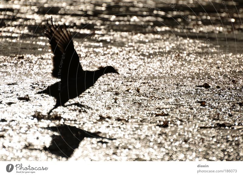 departure Water Sunlight Park Pond Lake Brook River Animal Wild animal Bird Wing 1 Flying Elegant Free Speed Gold Black Determination Nature Moorhen Feather