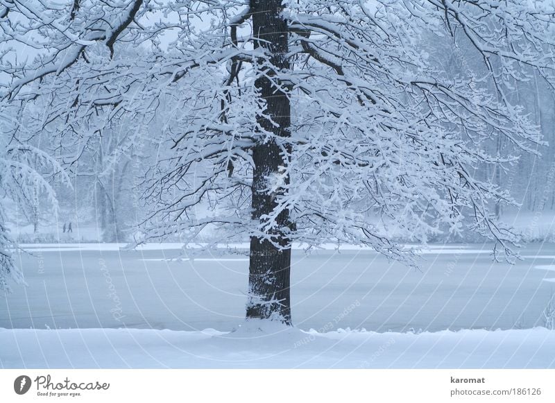 snow-covered tree Nature Water Winter Ice Frost Snow Tree Park Lake Deserted Cold Blue White Rügen thin ice Virgin snow Subdued colour Exterior shot Day Evening