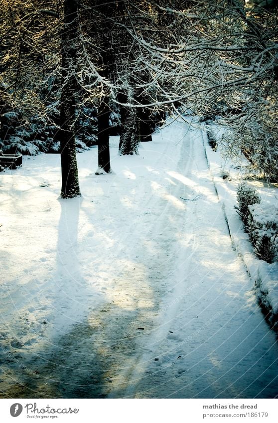 ENTER AT YOUR OWN RISK Winter Snow Winter vacation Hiking Nature Landscape Plant Sunlight Beautiful weather Ice Frost Park Forest Alps Mountain Street