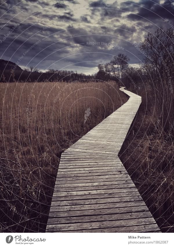 autumn trail Environment Nature Landscape Clouds Autumn Bad weather Grass Bushes Bog Marsh Lake Walking Threat Dark Creepy Gloomy Brown Concern Reluctance