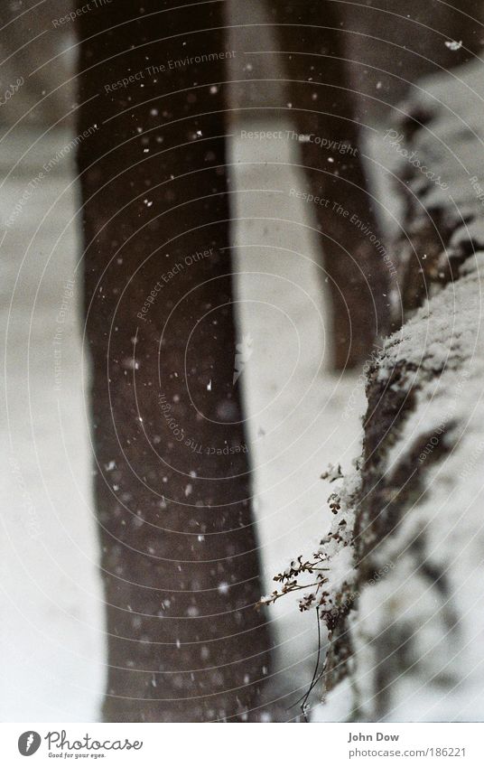 fluffy loosely Nature Winter Snow Snowfall Plant Tree Bushes To fall Freeze Fresh White Esthetic Idyll Flake Snowflake Snowscape Cover Stagnating Cold Dream