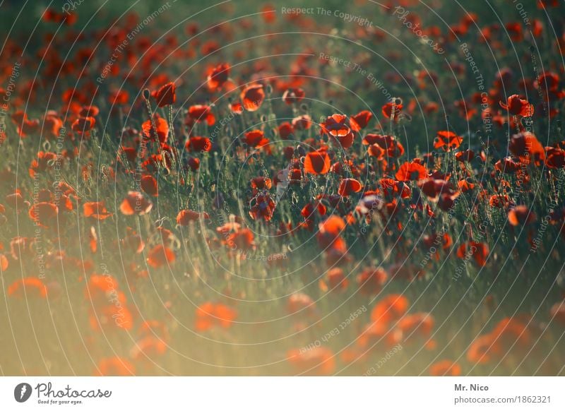 poppy seed chéri Environment Nature Landscape Summer Plant Blossom Agricultural crop Wild plant Park Field Blossoming Green Red Poppy field Poppy blossom Growth