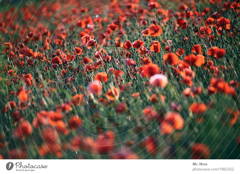 Poppy Amour Environment Nature Landscape Plant Field Red Blossom Growth Summery Warmth Wild plant Idyll Corn poppy Poppy field Intensive Poppy blossom Many