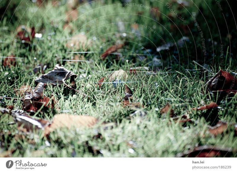 spider webs Environment Nature Earth Autumn Winter Ice Frost Leaf Park Meadow Gloomy Brown Green autumn holidays spiderweb Cold Ground Grass Colour photo