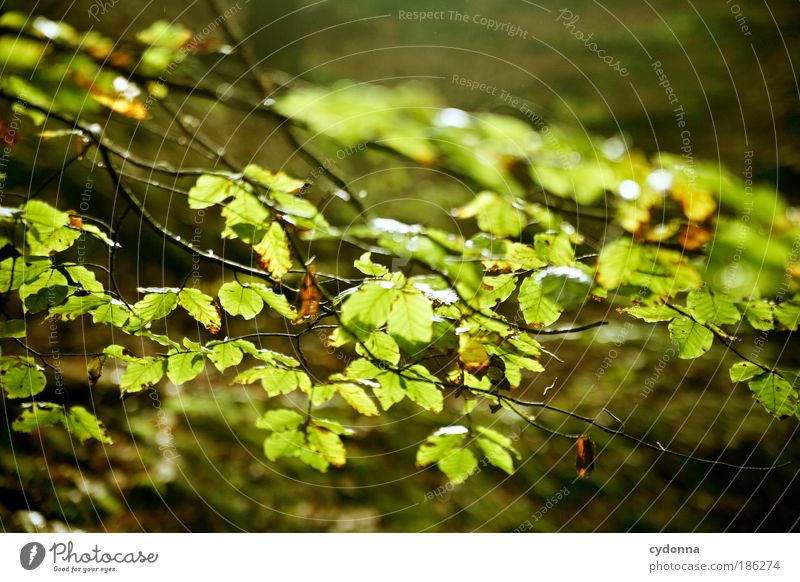 First rays of sun Environment Nature Weather Plant Tree Leaf Esthetic Movement Uniqueness Idyll Life Joie de vivre (Vitality) Ease Sustainability Calm Beautiful