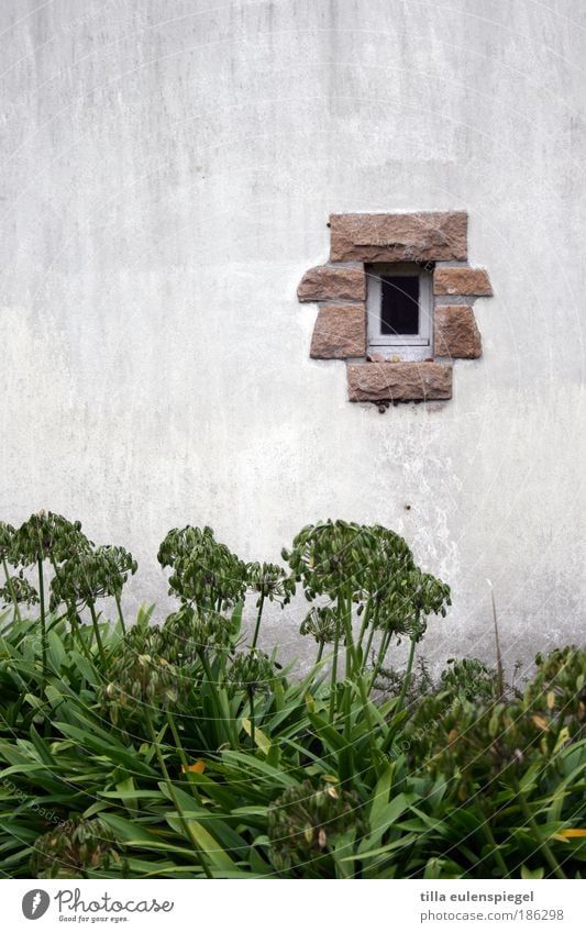 lookout Plant Autumn Garden France Fishing village Hut Wall (barrier) Wall (building) Window Stone Green White Brittany Island Hollow Gardenhouse