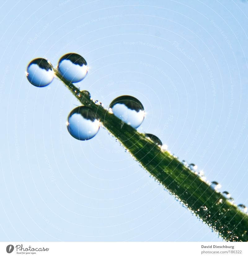 marmots Nature Plant Drops of water Cloudless sky Spring Summer Rain Grass Foliage plant Blue Green Silver Wet Sphere Blade of grass Round Dew Colour photo