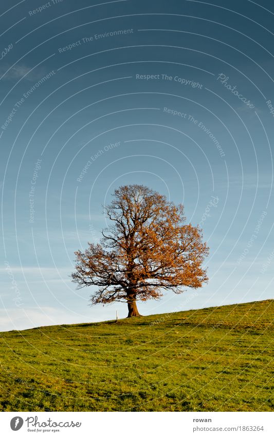 Baum Environment Nature Landscape Plant Tree Garden Park Field Hill Old Autumn Sunbeam Seasons Orange Leaf Slope Grass Colour photo Exterior shot Deserted