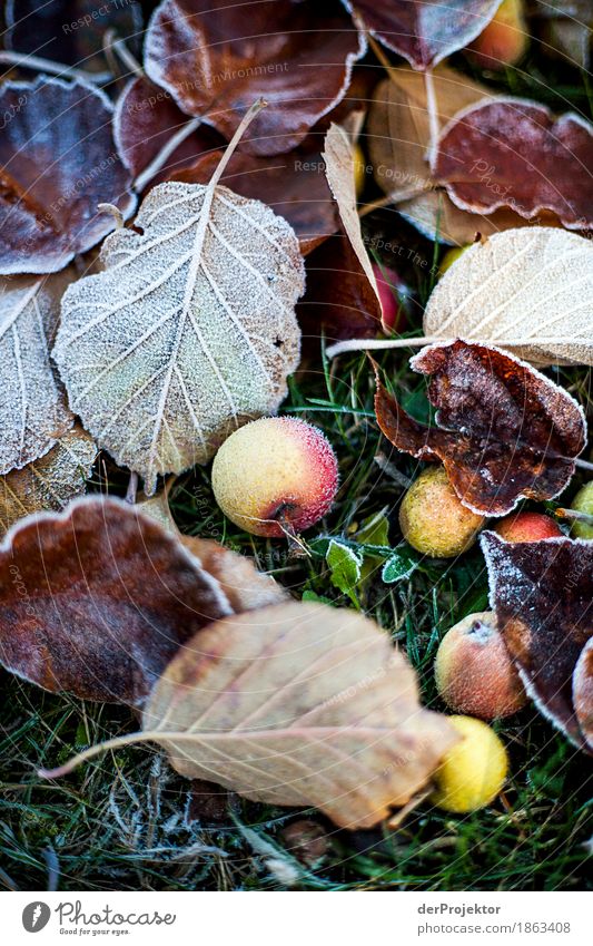 Colorful frozen leaves and apples Tree Berlin variegated Autumn Joerg farys www.dieprojektoren.de ephemeral Deserted Copy Space left Copy Space right