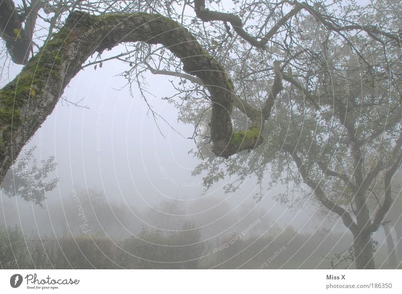 fog Nature Autumn Winter Bad weather Fog Garden Old Dark Creepy Cold Moody Loneliness End Apocalyptic sentiment Decline Transience Moss Tree bark Tree trunk