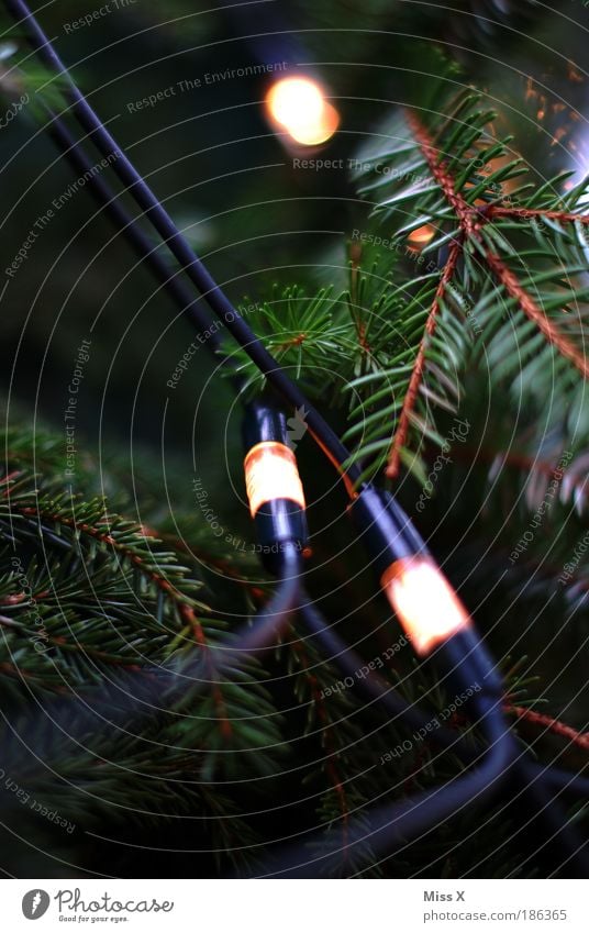 Christbaum Feasts & Celebrations Nature Winter Plant Tree Garden Bright Kitsch Light Colour photo Multicoloured Exterior shot Interior shot Deserted