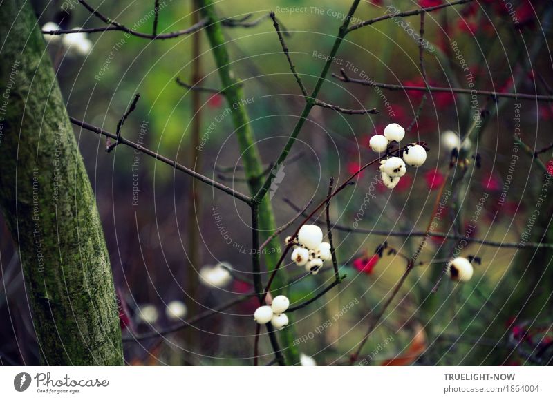 November blues Nature Landscape Plant Autumn Winter Climate Bad weather Grass Bushes Moss Wild plant "Snowberries Rosehips" Field Forest Green Violet Red White