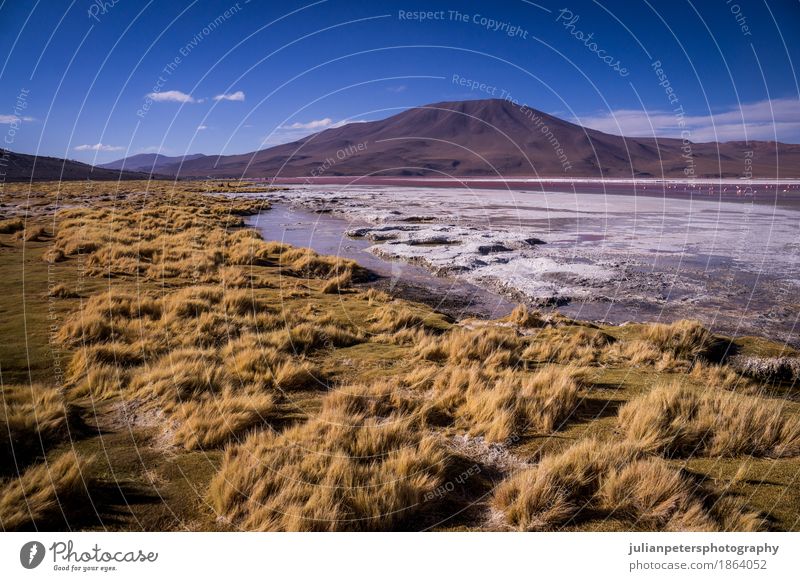 Laguna Colorada in Bolivian Altiplano Vacation & Travel Mountain Nature Landscape Grass Lake Yellow Pink Red Colour laguna colorada altiplano bolivian de