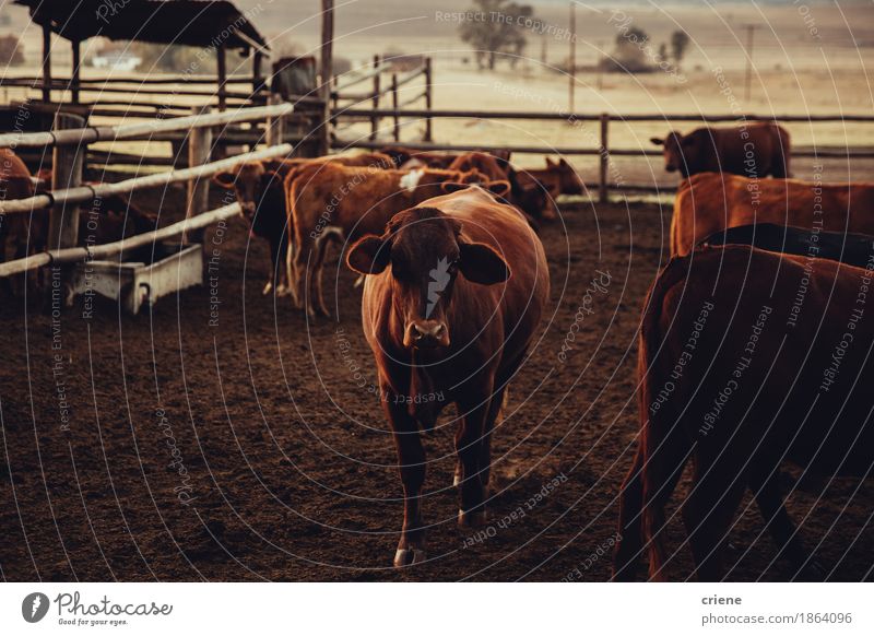 Brown Jersey Cow standing in corral Meat Group Nature Animal Stand Gauteng Delightful agriculture Beef Breed calf Cattle Domestic Dusty eye contact Farm