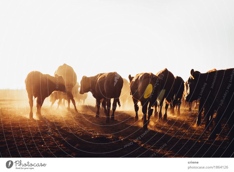 Free range brown cows grazing on dusty open land farm Meat Environment Nature Animal Beautiful weather Warmth Drought Meadow Field Cow Group of animals Herd