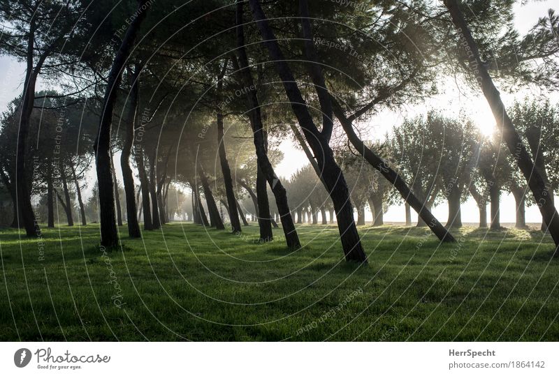 Pine grove in the morning Autumn Tree Grass Forest Italy Natural Brown Green Row of trees Stone pine Poplar Tilt Tree trunk Perspective Grass meadow Calm Vista