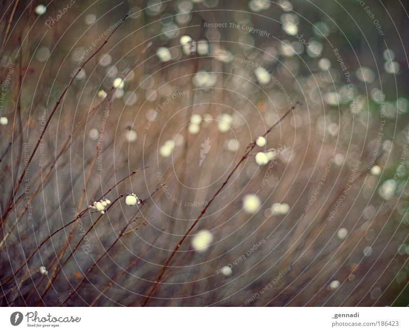 starry meadow Environment Nature Landscape Plant Grass Bushes Wild plant Brown Pink White Colour photo Exterior shot Deserted Day Shallow depth of field