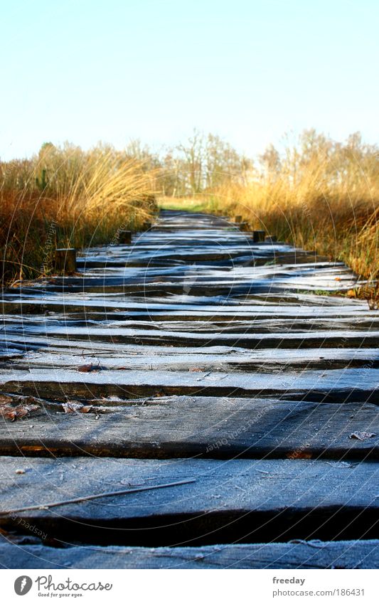 ::: Holzweg ::: Environment Landscape Weather Ice Frost Grass Bushes Bog Marsh Lake Bridge Lanes & trails Going Cold Calm mire trail Footbridge Wooden board