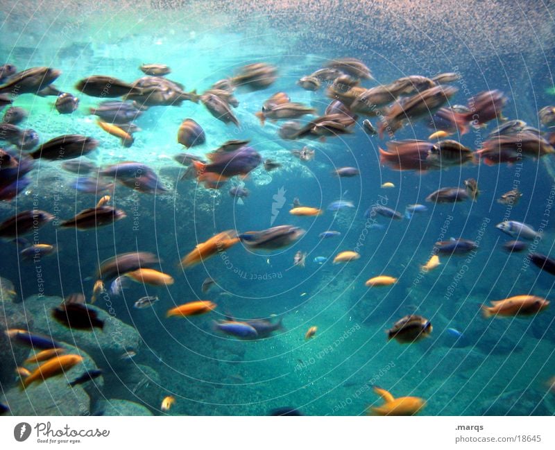 fish in motion Water Shoal of fish Aquarium Ocean Zoo Versatile Muddled Brisk Together Fish Underwater photo Blue Movement Flock Dynamics Water wings