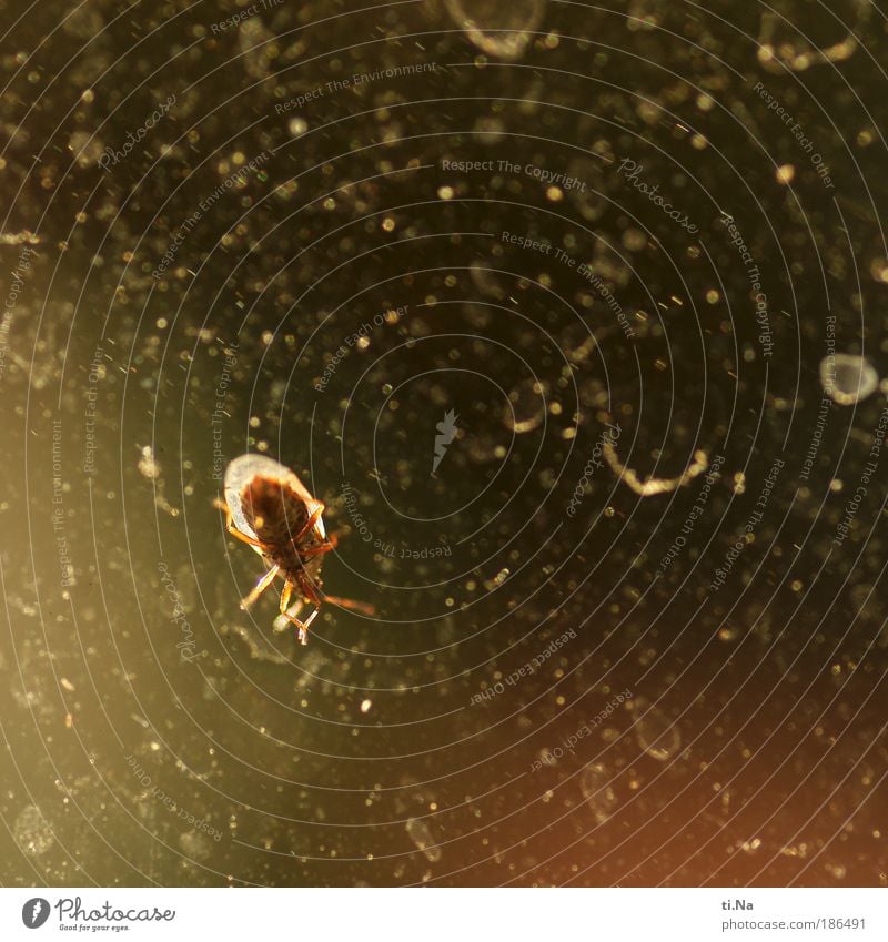 Before Christmas I should clean the windows. Sand Beautiful weather Window Animal Wild animal Beetle Wing 1 Crawl Dirty Yellow Red Black Colour photo