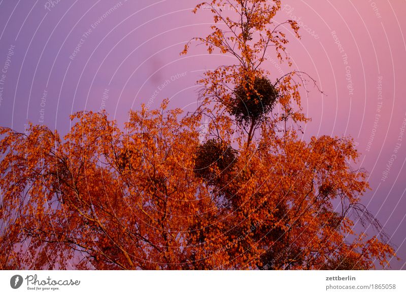 in the morning Sky Morning Dawn Sunrise Copy Space Clouds Birch tree Tree Branch Twig Leaf Autumn leaves Mistletoe Deserted