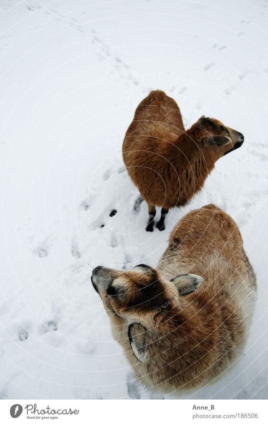 Where's that stupid shepherd? Nature Winter Ice Frost Snow Field Animal Pelt Sheep 2 Pair of animals Animal tracks Discover Looking Stand Together Cold Natural