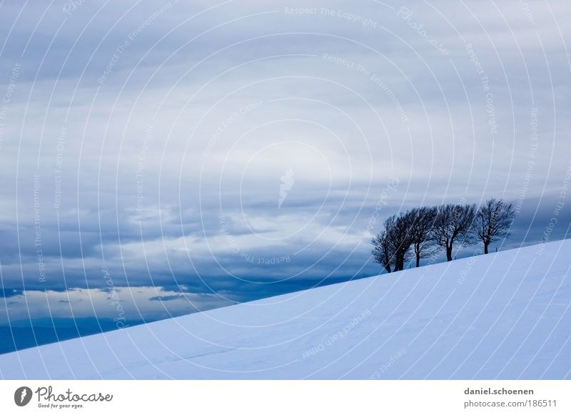 Schauinsland Landscape Sky Clouds Winter Climate Weather Bad weather Wind Gale Ice Frost Snow Mountain Blue Gray White Black Forest Tree Copy Space left