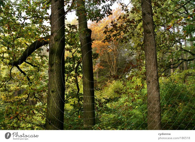 neighbor Life Harmonious Relaxation Calm Environment Nature Tree Forest Uniqueness Experience Horizon Idyll Sustainability Perspective Beautiful Dream