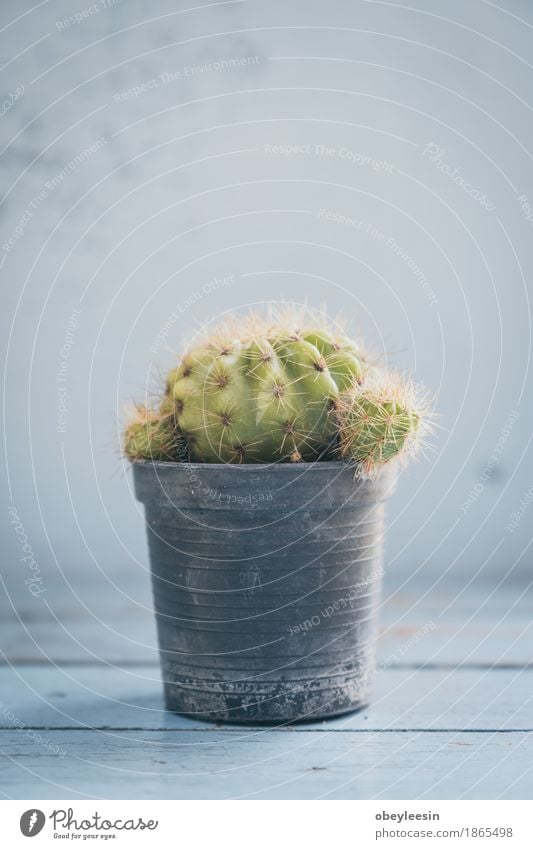 Cactus plant small, vintage colors, selective focus Lifestyle Art Artist Work of art Concert Nature Plant Tree Adventure Colour photo Multicoloured Close-up