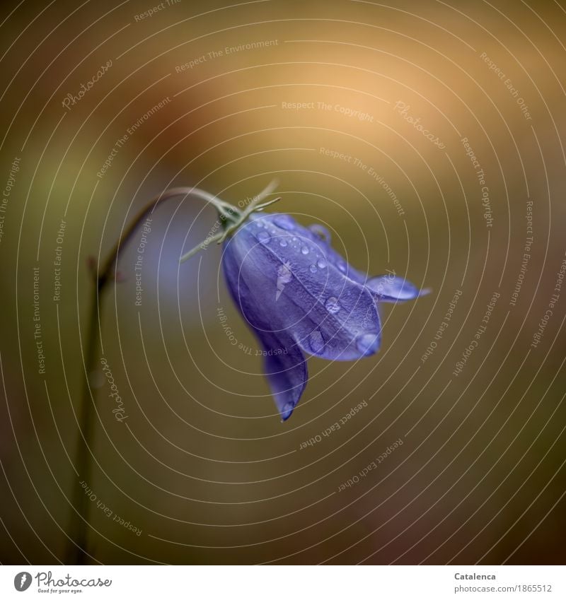 Bellflower with raindrops Nature Plant Drops of water Summer Beautiful weather Flower Blossom Bluebell Meadow Blossoming Esthetic Fresh Wet Brown Yellow Green