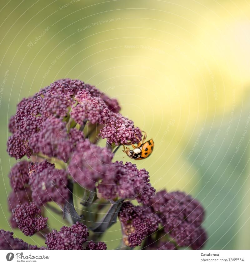 Head down hangs the ladybug on purple cauliflower Nature Plant Animal Summer Beautiful weather Agricultural crop Cauliflower Garden Field Vegetable Beetle