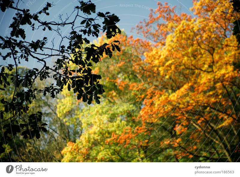 autumn foliage Life Harmonious Well-being Relaxation Calm Environment Nature Autumn Tree Leaf Forest Esthetic Uniqueness Experience Idyll