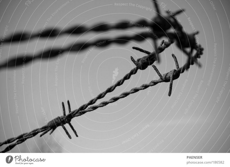 It used to be a crown. Nature Emotions Bravery Hope Belief Grief Death Barbed wire Barbed wire fence Fence Thorn Crown Crown of thorns Rust Black & white photo