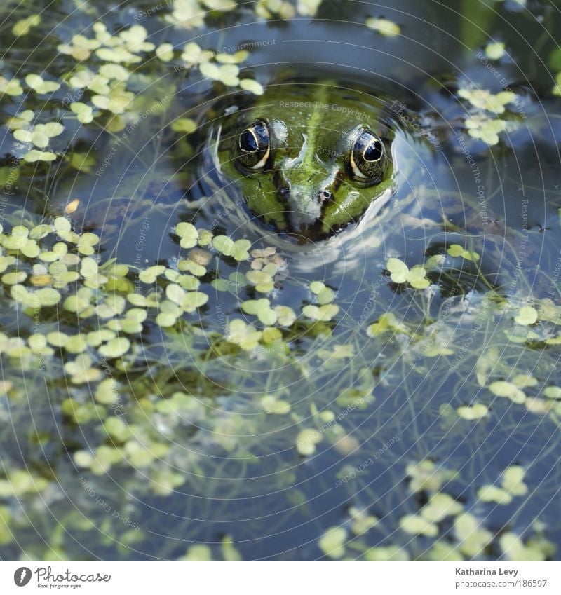 Pond King Mr. Glubsch Environment Nature Plant Animal Water Climate Algae Bog Marsh Lake Wild animal Frog 1 Blue Green Endurance Loneliness Discover