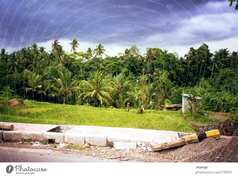 Bali Island Indonesia Asia Nature Forest Palm tree Storm Clouds Hot Street Virgin forest Vacation & Travel Travel photography vacation leave and travel