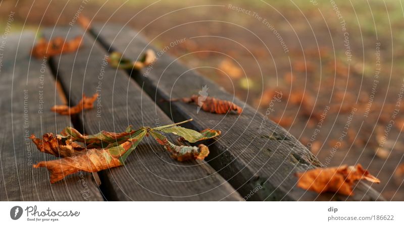 Park bench. Autumn Leaf Chestnut leaf Lanes & trails Wood To dry up Esthetic Natural Dry Warmth Yellow Green Red Serene Calm Colour photo Multicoloured