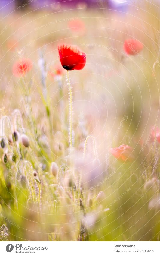 Pink spring Nature Spring Beautiful weather Poopy Field Bouquet Happiness Warm-heartedness Romance Uniqueness Elegant Relaxation Colour Freedom Peace Emotions